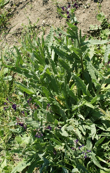 Anchusa undulata L. subsp. hybrida (Ten.) Bg.